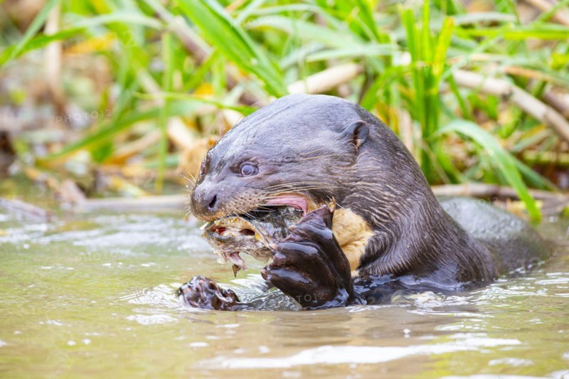 Giant otter (Pteronura brasiliensis) Pantanal Brazil