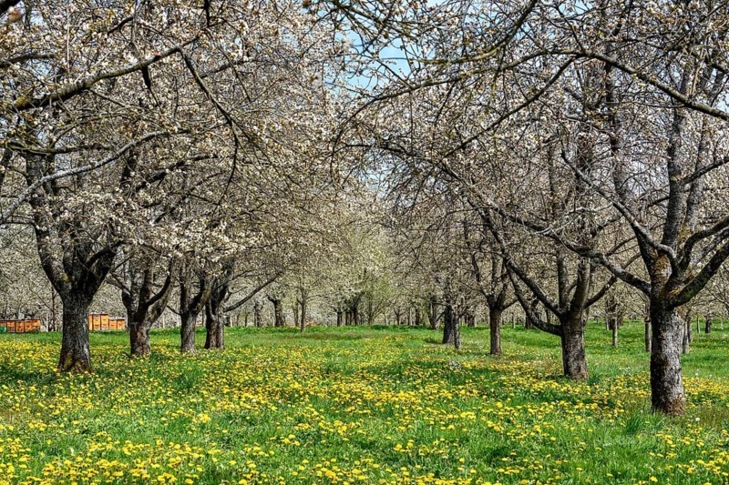 Blossoming cherry trees at the Dreikirschenweg, near Mösbach, Ortenaukreis, Black Forest, Baden-Württemberg, Germany