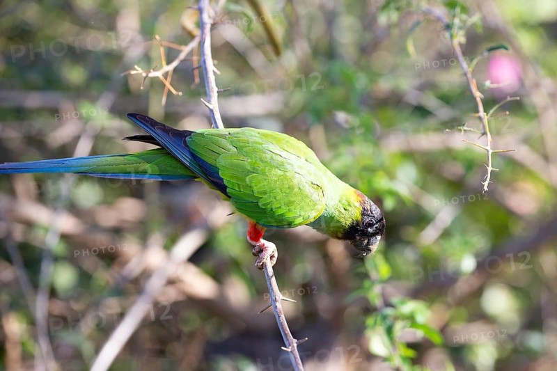 Nanday parakeet (Aratinga nenday) Pantanal Brazil