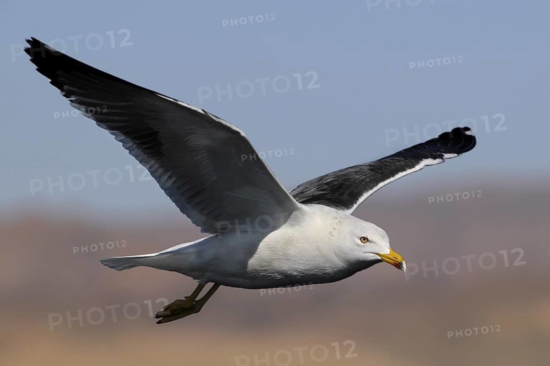 Lesser Black-backed Gull (Larus fuscus) flying, Eilat, Israel