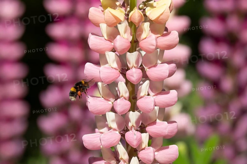 Buff tailed bumblebee (Bombus terrestris) adult bee flying towards a Lupin garden flower in summer, England, United Kingdom