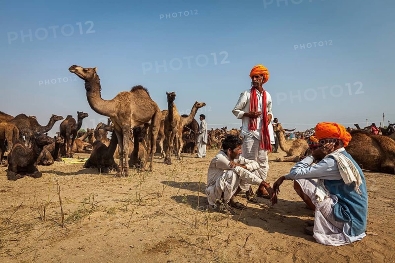 PUSHKAR, INDIA, NOVEMBER 20, 2012: Indian men in traditional turbans and camels at Pushkar camel fair Pushkar Mela annual camel livestock fair one of world largest camel fairs and tourist attraction