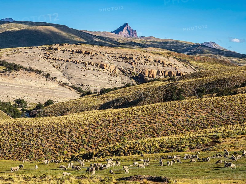 Flock of sheep grazing in arid landscape, peak of mountain Cerro Zeballos in the back, volcanic rock formations, at road Ruta 41, Los Antiguos - Paso Roballo, Argentina