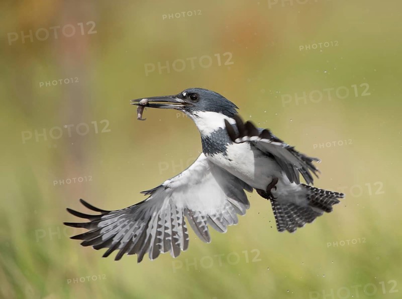 Belted Kingfisher (Megaceryle alcyon) male flying with fish prey in its beak, Florida, USA