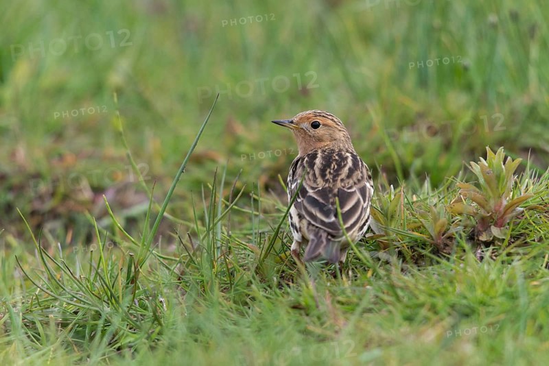 Anthus cervinus, red-throated pipit, robins, birds, passeri, songbirds, birds