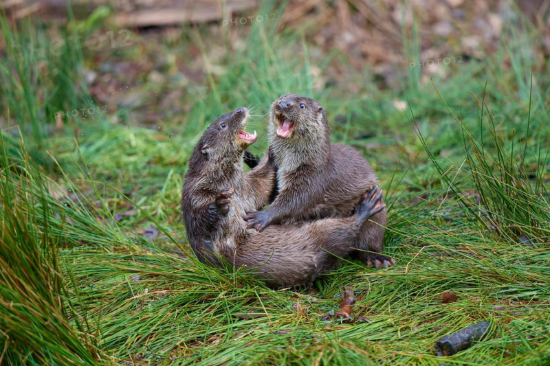 European otter (Lutra lutra), two animals fighting on the bank, captive, Germany