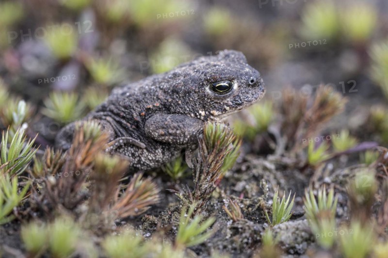 Natterjack toad (Bufo calamita), Emsland, Lower Saxony, Germany