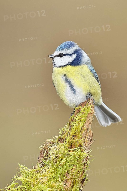Blue tit (Parus caeruleus), sitting on moss-covered dead wood, Wilnsdorf, North Rhine-Westphalia, Germany