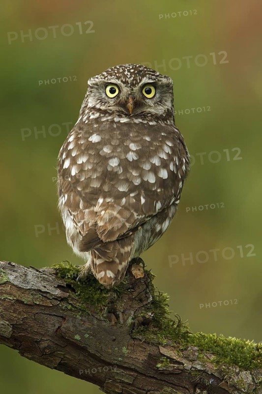 Little Owl (Athene noctua) male, Utrecht, Netherlands