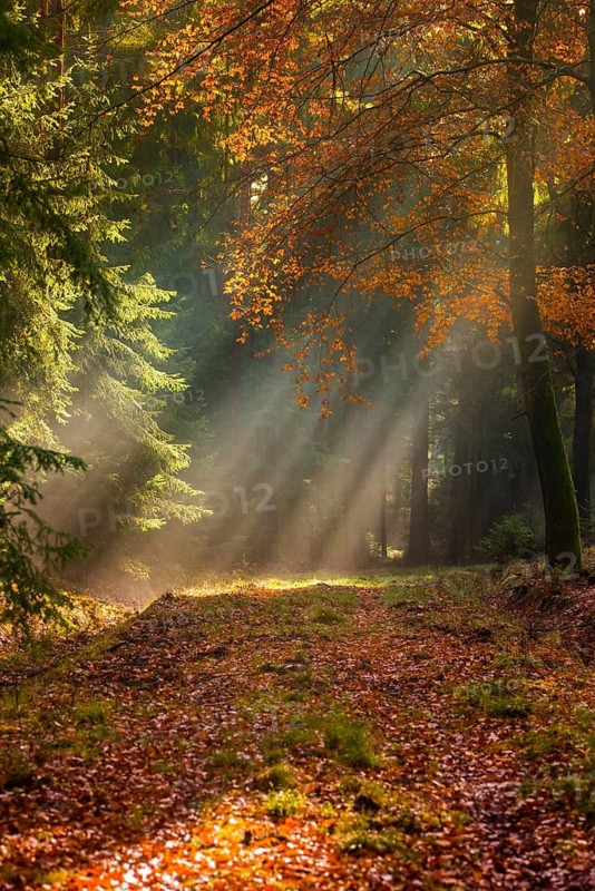 Germany, Greiz, Pöllwitzer Wald, Thuringia, autumn, tree, trees, autumn, high size, portrait format, tree, forest, wood