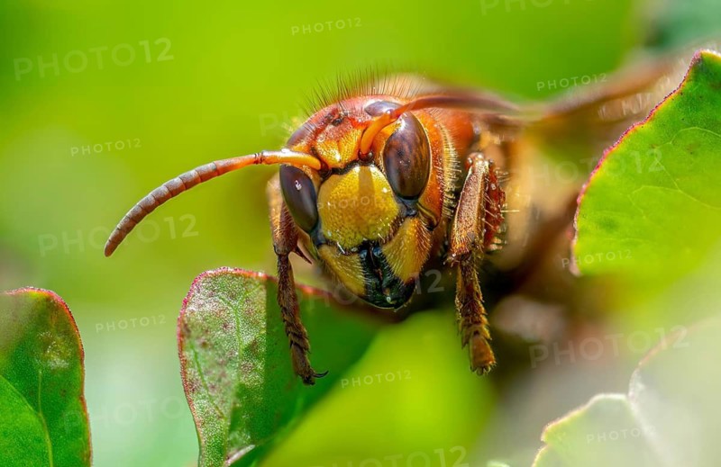 European hornet, hymenoptera, vespa crabro, hymenoptera, wasps, hornet, insects, insects
