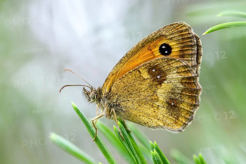 Brandenburg, brown-treated oxeye, Germany, gatekeeper, yellow oxeye, maniola tithonus, Nabu, Nabu project, national natural heritage, green house natural paradise, ox eye, Pyronia tithonus, rust-brown ox eye, red-brown ox eye, post-mining landscape, butterfly, green house, insects, butterfly, butterflies, butterflies, butterflies, butterflies