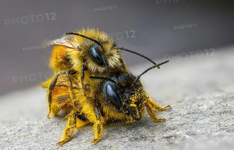 Apidae, bees, horned mason bee, hymenoptera, mason bee, osmia cornuta, insects, copula, mating