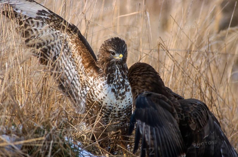 Accipitriformes, Buteo Buteo, Buzzard, Buzzard, Birds of Prey, Fighting, Raptors, Quarrel, Birds