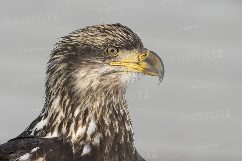 Bald Eagle (Haliaeetus leucocephalus), Alaska, USA
