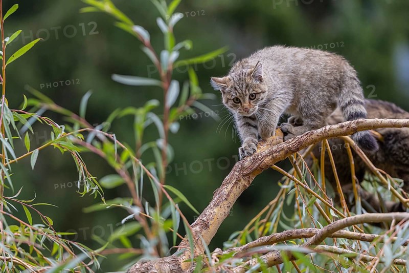 One young European wildcat, Felis silvestris silvestris, sitting in a green weeping willow tree. Green leaves all around