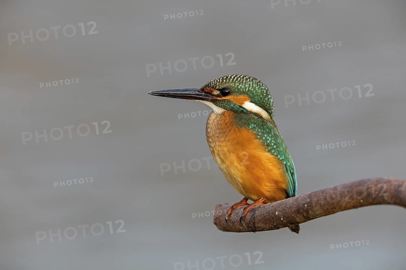 Kingfisher, (Alcedo atthis), animals, birds, kingfisher family, perch, biotope, habitat, Gome Junction Fish Ponds, Hula Valley, Northern District, Israel