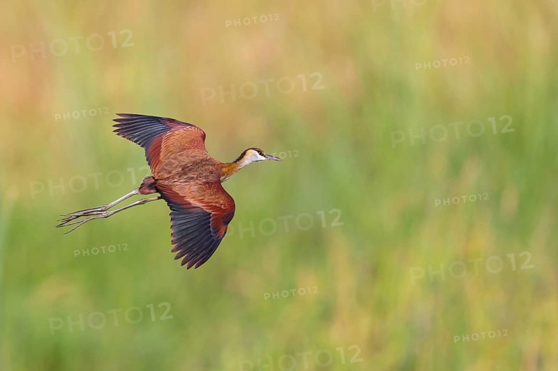 Blue-fronted Jacanas, (Actophilornis africana), Actophilornis africanus