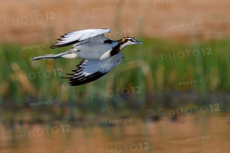 Water pheasant, (Hydrophasianus chirurgus), pheasant, flight, biotope, habitat, foraging, Khawr Rawri, Salalah, Dhofar, Oman