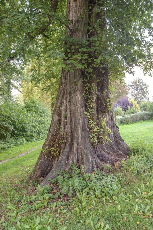 Fluttering elm (Ulmus laevis), Borsig Estate, Groß Behnitz, Brandenburg, Germany