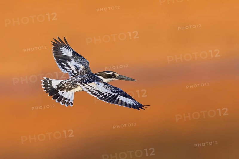 Pied kingfisher (Ceryle rudis), Alcyon pie, MartÌn Pescador PÌo, Marakissa River Camp Marakissa, South Bank, Gambia