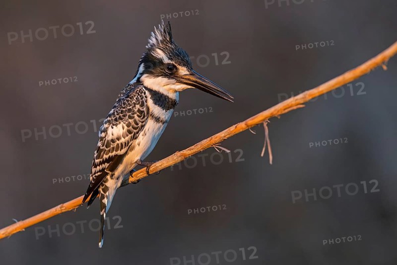 Grey kingfisher, (Ceryle rudis), Alcyon pie, family of kingfishers, animals, birds, Israel
