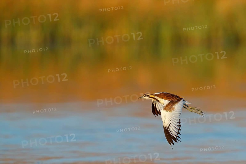 Water pheasant, (Hydrophasianus chirurgus), pheasant, biotope, habitat, flight photo, Khawr Rawri, Salalah, Dhofar, Oman