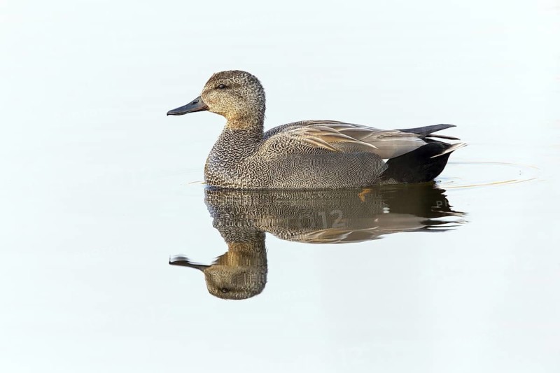 Gadwall, animals, birds, duck, (Anas strepera), Mareca strepera, swimming in the water, Wagbachniederung, Baden-Württemberg, Germany