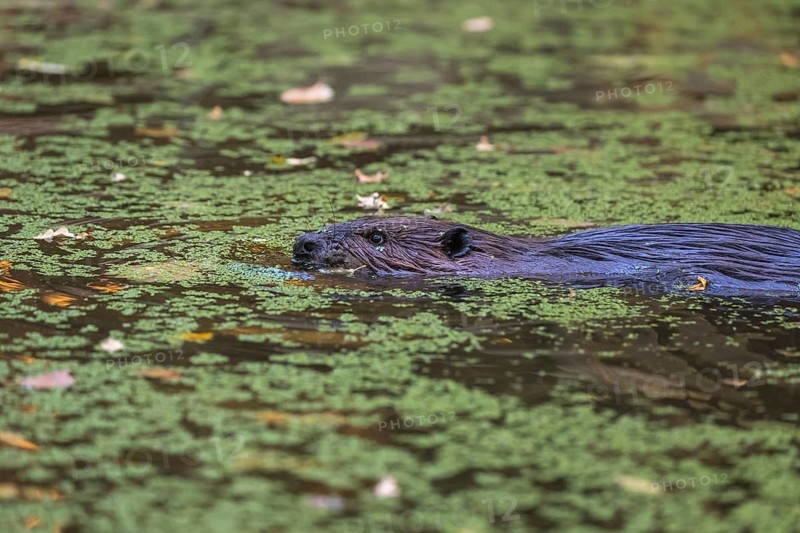 One North American beaver or Canadian beaver, Castor canadensis, swimming through a pond covered with green Lemna minor, the common duckweed