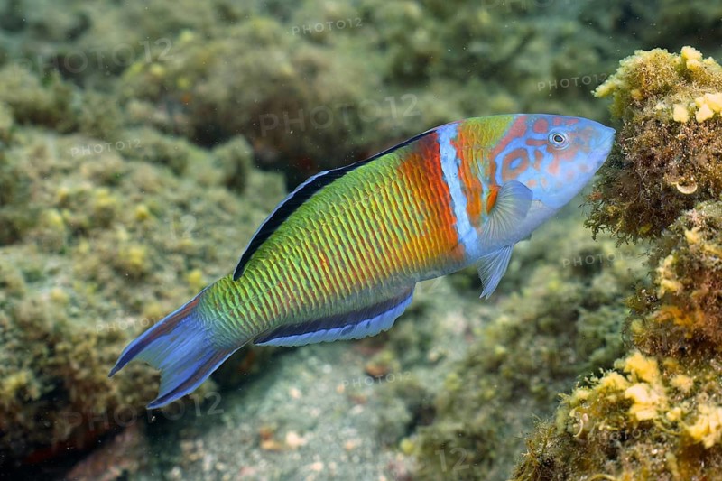 Sea peacock (Thalassoma pavo)