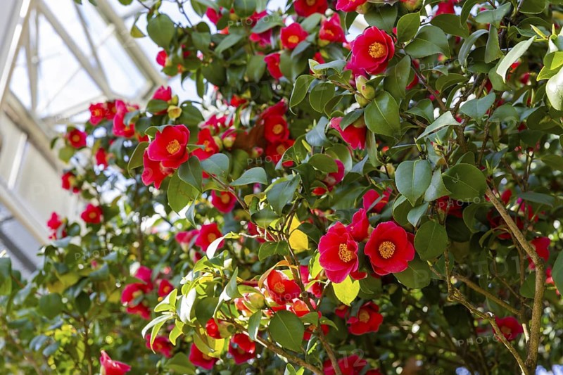 Ancient camellia in the shelter, Dresden, Saxony, Germany