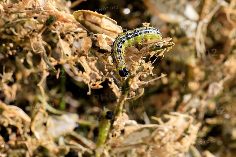 Box tree moth (Cydalima perspectalis), caterpillar, feeding on boxwood, clear feeding, Ellerstadt, Rhineland Palatinate, Germany