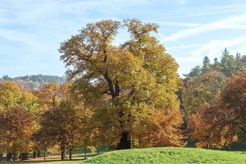Sweet chestnut (Castanea sativa)