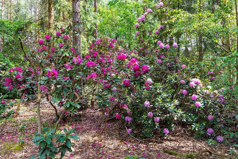 Rhododendron blossom in the historic nursery of the Seidel family, Grüngräbchen, Schwepnitz, Saxony, Germany
