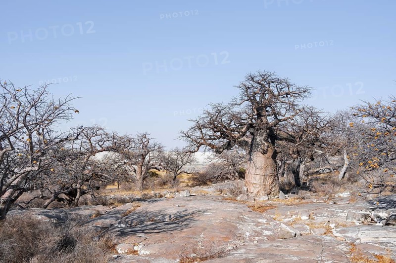 African baobab or baobab tree (Adansonia digitata), arid landscape, Kubu Island (Lekubu), Sowa Pan, Makgadikgadi salt pans, Botswana