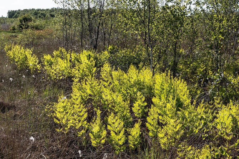 Royal fern (Osmunda regalis) against the light, Emsland, Lower Saxony, Germany