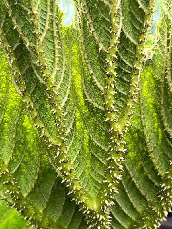 Mammoth leaf or giant rhubarb (Gunnera manicata), spiny underside of the leaf, close-up, leaf texture, Botanical Garden, Bavaria, Germany