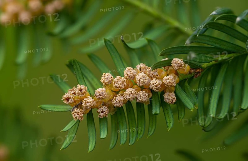 Yew, yew family, European yew, taxaceae, taxus baccata, blossom, flower, flora, male flowers, plants, yew