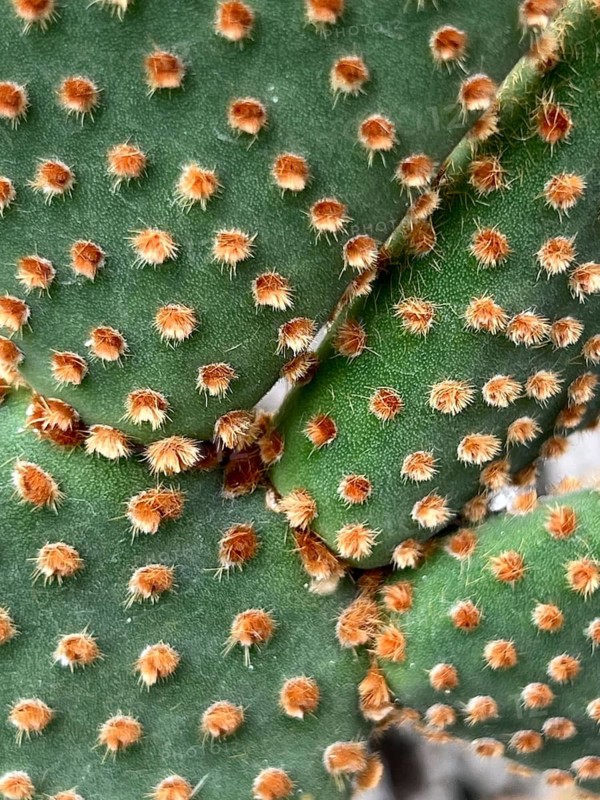 Opuntia (Opuntia rufida) with reddish glochids, detail, close-up, Botanical Garden, Bavaria, Germany