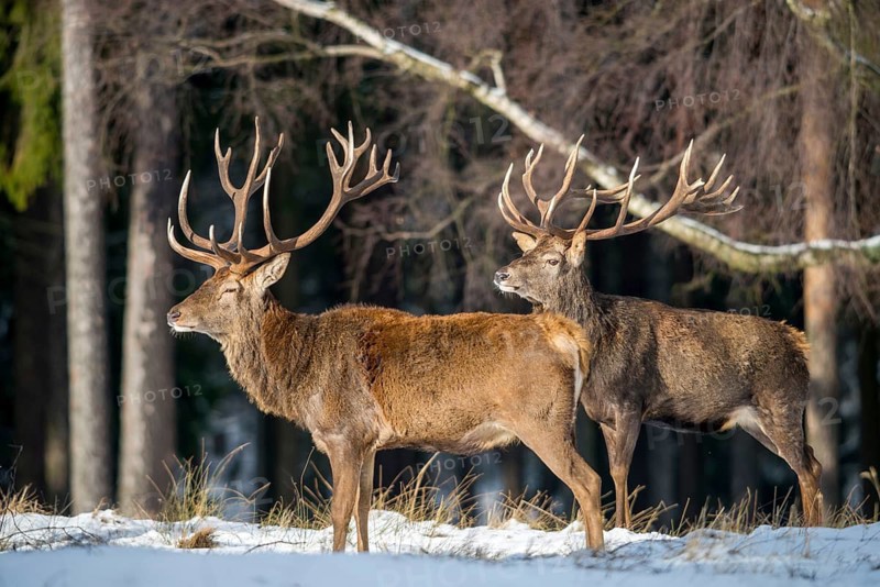 Artiodactyla, Cervus Elaphus, even-toed ungulate, cloven-hoofed, red deer, deer, deer, mammals, snow, mammals, winter