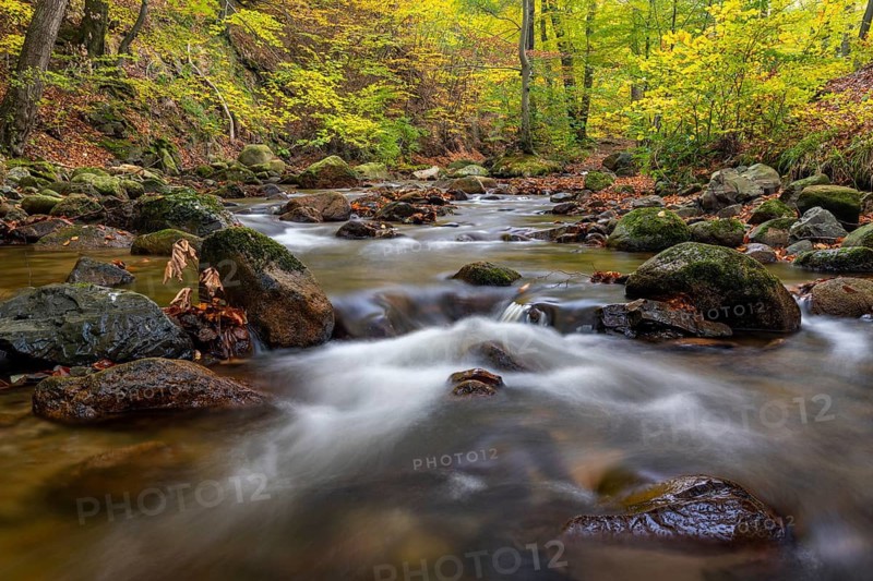 The river Ilse flows in the beech forest in the Harz Mountains, Ilsenburg, Saxony-Anhalt, Germany
