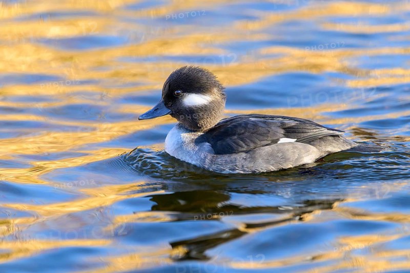 Female Bufflehead, (Bucephala albeola), Burnaby Lake Regional Park, Burnaby, British Columbia, Canada