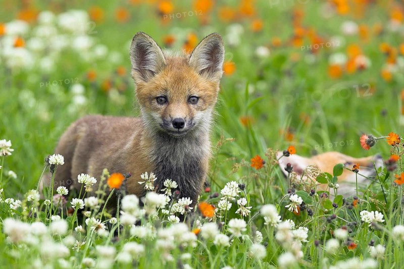 Red fox (Vulpes vulpes), Minnesota, USA, a young fox looks intently out from a meadow full of flowers