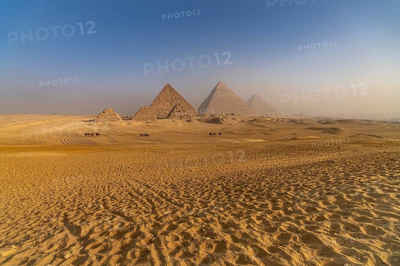 Camels in the desert near the pyramids of Giza, Egypt