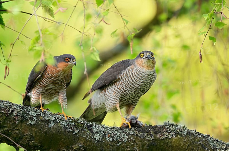 Eurasian sparrowhawk (Accipiter nisus) : a male and a female sit side by side on a branch after the prey has been handed over, North Rhine-Westphalia, Germany