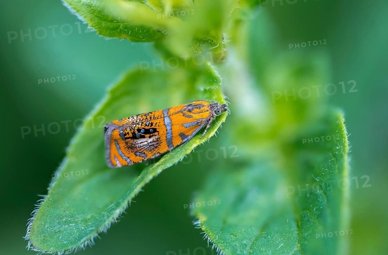Olethreutes arcuella, tortricidae, winders, arched marble, butterfly, insects, moths, moths, moths, moths, butterfly