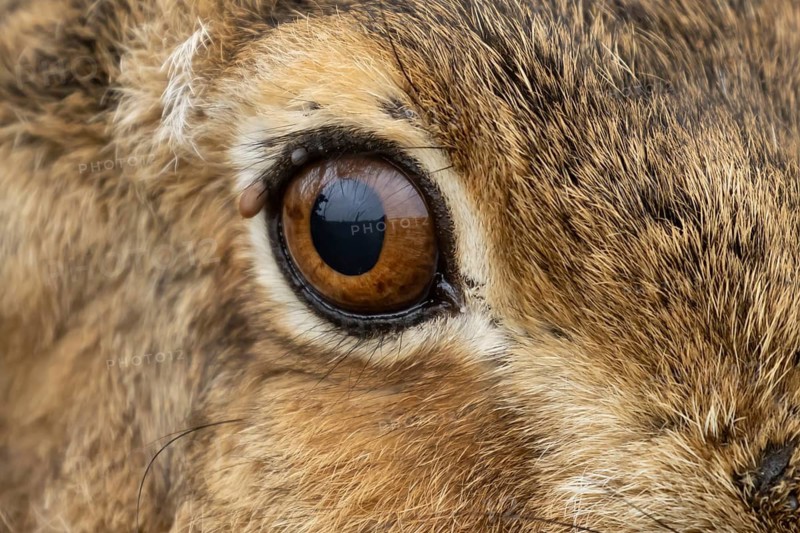 European brown hare (Lepus europaeus) adult animal close up of its eye, England, United Kingdom