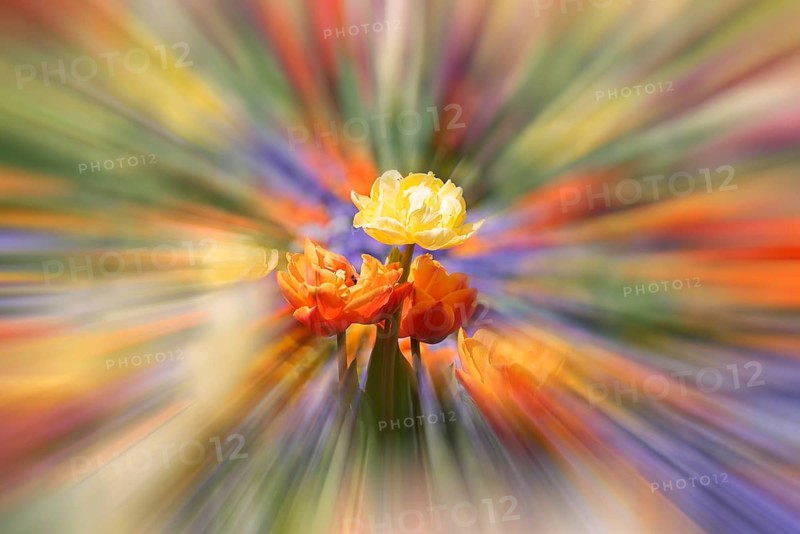 Flowerbed with tulips in bloom (Tulipa), zoom effect, Baden-Württemberg, Germany