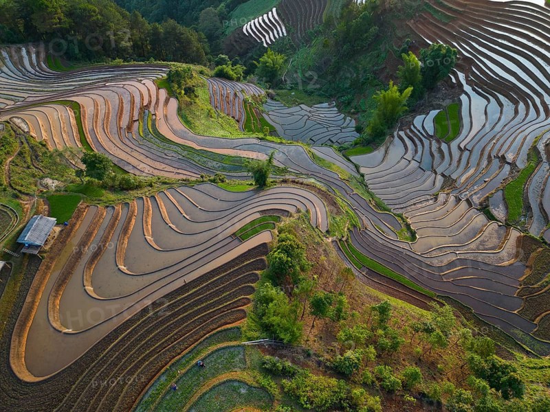 Aerial view of rice terraces setting new fresh green rice, new fresh green rice seedlings at Mù Cang Ch?i, Mu Cang Chai District, Lào Cai Province, North Vietnam, Vietnam