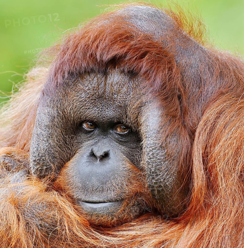 Bornean orangutan (Pongo pygmaeus), male, portrait, captive, occurring on Borneo